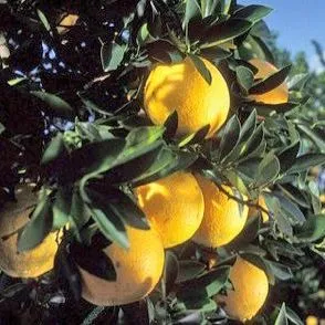 thumbnail for publication: Planting and Annual Cultural Maintenance Costs for Reset-Replacement Trees in a Florida Citrus Grove in 2016